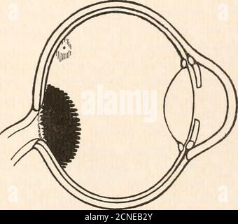 . Die Fundusokuli von Vögeln, vor allem, wie durch das Ophthalmoskop betrachtet; eine Studie in der vergleichenden Anatomie und Physiologie . Abb. 25.amerikanischer Strauß (Rhea americana). Abb. 28.Martineta Tinamou (Calodromas elegans). Stockfoto