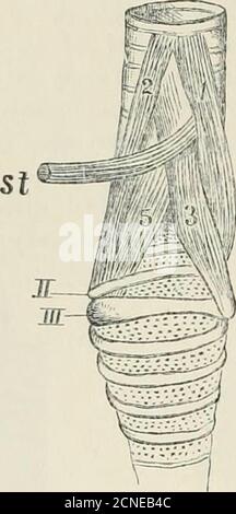 . Die Fauna von Britisch-Indien, einschließlich Ceylon und Burma . einige Tracheoplionceor kann es so viele wie sieben Paare wie in den Oscines.Btit die Struktur der Syrinx selbst, wie abgesehen von itsmuscidature, war und ist, ein Merkmal von Bedeutung in 12 PASSERES. IHE-Klassifikation der Passeres – als Zeuge Tlie Tracheophonw.kurz drei Arten von Syrinx erkannt werden – Tlie Jracheo-Bronchial, der Tracheal und der Eronchial, die letzten beiden being Derivate der ersten. Der Tracheo-broiichial ist der Typ, der in den Oscines und Subosciiies gefunden wird. Hier hat das untere Ende der Rachea das letzte Stockfoto