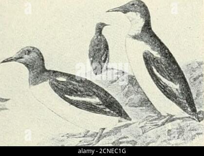 . Die Vögel von Illinois und Wisconsin . nichs Murres w^ere in verschiedenen Teilen von Indiana, Michigan (Detroit), Ohio und Iowa genommen. Zumindest wurden tenwere aus Indiana aufgenommen (einer von ihnen aus Newton County), obwohl soweit wir wissen, keine wurden tatsächlich in Illinois genommen. Wenn die Vögel alle ungefähr zur gleichen Zeit beobachtet wurden, scheint es wahrscheinlich, dass sie von ihrem üblichen Hab-IAT durch den Stress des Wetters vertrieben wurden. Es ist wahrscheinlich, dass diese Vögel über den Eriesee ankamen, aber in diesem Zusammenhang ist eine Aussage von Herrn Kumlien und Hollister von Interesse. Theysay, Wir sind zuversichtlich, dass einige Arten von Gu Stockfoto