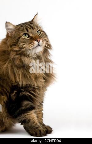 Angora Hauskatze, Männlich sitzen vor weißem Hintergrund Stockfoto