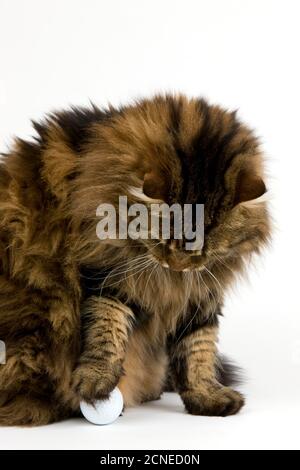 Angora Domestic Cat, männliches Spiel mit Golfball vor weißem Hintergrund Stockfoto