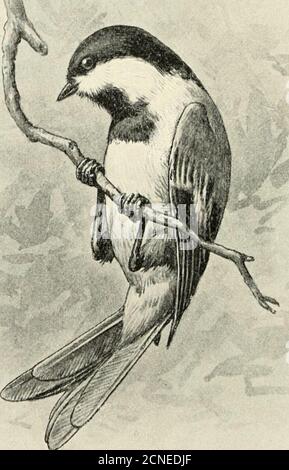 . Die Vögel von Illinois und Wisconsin. Ehind; Flügel, 3.50 bis 3.75 incheslong. Sitta carolinensis. Weißreiher Nuthatch, siehe Nr. 349. Schnabel, mehr als drei Achtel lang; Unterteile, blass rufousbraun; Krone, schwarz (männlich j; Krone, bläulich grau (weiblich); Flügel, 2.60 bis 2,85 Zoll lang. Sitta canadensis.Rotreiher Nuthatch. Siehe Nr. 350. Bill, mehr als drei Achtel Zoll lang; Krone, graubraun; Unterteile, matt grauweiß; Flügel, 2.40 bis 2.70 Zoll lang. Sitta pusilla.Brauner Nuthatch. Siehe Nr. 35-3S^- 268 Field Museum of Natural History –^Zoology, Vol. IX. Familie PARID^^. Titmäuse Stockfoto