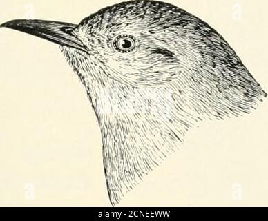 . Die Vögel von Illinois und Wisconsin . Thryomanes bevickii. Äußere Schwanzfedern, breit gekippt und mit gräulichem Weiß markiert. Thryomanes bevickii. Bewicks Wren. Siehe Nr. 343. * Anweisungen zur Messung finden Sie auf Seite 21. Januar 1909. Birds of Illinoisand Wisconsin – Cory 263. Unterteile, gräulich; Bauch, gräulich, nicht gesprenkelt; Oberschwanzfedern, nicht breit tippedmit gräulich-weiß; Schwanz, über 1,25 Zoll lang; Außenweben von pri-maries, mit schmalen Stäben. Troglodytes aedon, und Rassen.Haus Wren.Siehe Nr. 344 und 344a. Stockfoto