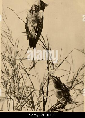 . Vogelstudien; ein Bericht über die Landvögel des östlichen Nordamerika. ^ml Hill,: i;&gt;i. BOBOLINKS MÄNNCHEN UND WEIBCHEN IN DER BRUTZEIT. Frontispiz. ;^- S BIRD STUDIES / - / EIN BERICHT ÜBER DAS LAND BIRDSOF EASTERN NORTH AMERICA VON   WILLIAM E. D. SCOTT MIT ILLUSTRATIONEN VON ORIGINALPHOTOGRAPHS NEW YORK UND LONDON G. P. PUTNAMS SONSCLBE ■FCIUCHCIBOCKCI- PICAS 1898 JUN Stockfoto