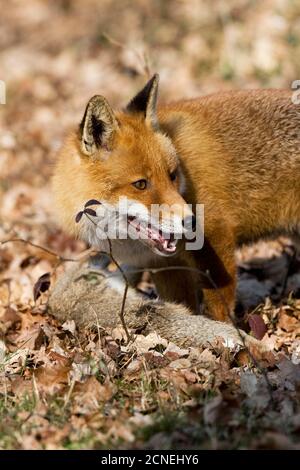 Rotfuchs Vulpes Vulpes, Männchen jagen wilde Kaninchen, Normandie Stockfoto