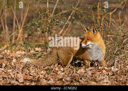 Roter Fuchs, Vulpes vulpes, männlich stehend auf trockenen Blättern, Normandie Stockfoto