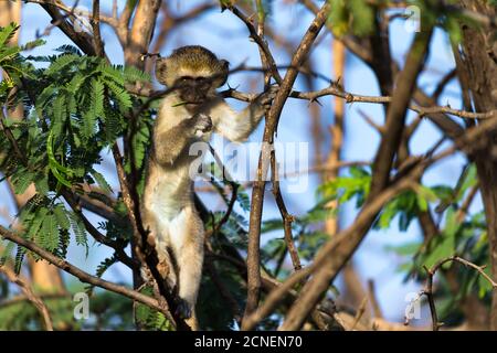Ein Affe sitzt auf dem Ast eines Baumes Stockfoto