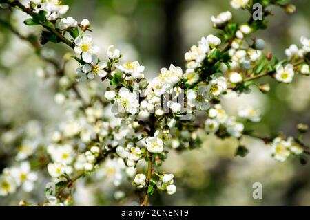 Kirschpflaumenzweige, die im Garten im Frühling blühen, Hintergrund, Hintergrund Stockfoto
