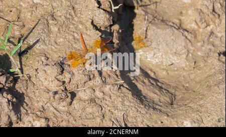 Libelle Makroaufnahmen, schöne Naturszene Libelle. Stockfoto