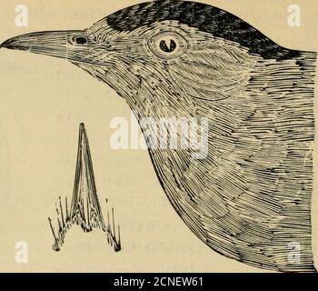 . Verzeichnis zu den Vögeln des östlichen Nordamerika .. . 272 Abb. 362. CC, Q, b, 1*. Abb. 377. Stockfoto