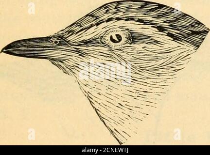 . Verzeichnis zu den Vögeln des östlichen Nordamerika .. . Gbands, abwesend; weiß oder blass yel-tief unten. 1. ROTAUGEN-VIREO Y.OLIVACEA. 6,25; Kopfteil, grau; oben, grau-grün; weiß CC, O, A, 2. 1-6. Unten; dunkle Linie durch Auge, weißliche Linie darüber, oben von einer schwarzen Linie eingegrenzt; Iris, rot, Abb. 355. Rassen durch outgemäßigte N. A. von Fla. In die britischen Provinzen; wiatersin nördlichen S. A.; Süden im September und Oktober; Norden im April und Mai. Frequentiert Wälder. Lied, monotone WiederholungenAbb. 355. Von Silben; ^^Höre mich, sehe mich, höre es, behalte es; schweife William, schweife es, tweet, twee Stockfoto