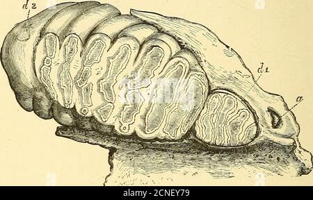 . Ein Führer zu den fossilen Säugetieren und Vögeln in der Abteilung für Geologie und Palæontology im British Museum (Natural History) .. . ge County, Sew York, ein anderer von nahe Cohoes Falls, auf dem Mohawk, ein anderer in Indiana, ein von einem Morast in New Jersey, ein anderer auf den Banksdes Missouri; das beste wurde von Dr. Warren von einem Sumpfgebiet in der Nähe von Newburgh erhalten. Seine Höhe ist 11 Fuß, Länge 17 Fuß, die Stoßzähne 12 Fuß lang, 2i Fuß wird in den Sockeln eingesetzt. – Dana. c 2 20 Proboscidea – Mastodon. Nordseite, Tischgehäuse, Nr. S3. Indien. Von diesen gibt es einige sehr perfekte Reste, darunter etwa acht sk Stockfoto