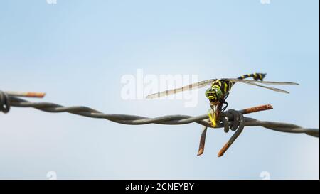 Libelle zeigt Augen und Flügel Detail.Makro-Aufnahmen, schöne Naturszene Libelle. Stockfoto