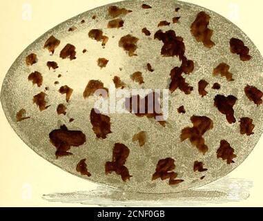 . Die Vögel von Neu-England und angrenzenden Staaten : mit Beschreibungen der Vögel von Neu-England ... zusammen mit einer Geschichte ihrer Lebensräume ... ; mit Abbildungen vieler Arten der Vögel, und genaue Zahlen ihrer Eier. M. auf der Brust und Bauch; Rücken und Flügel grau-Blei-Farbe; Die ersten sechs Primaries sind schwarz, beginnend auf der ersten bei etwa zwei Drittel seiner Länge von der Spitze, und regelmäßig immer weniger auf die anderen, bis auf der sechsten, es ist auf zwei Punkte reduziert^ar das Ende; Spitzen in einigen Exemplaren weiß, und in anderen schwarz auf ihre Punkte; billand innerhalb des Th Stockfoto