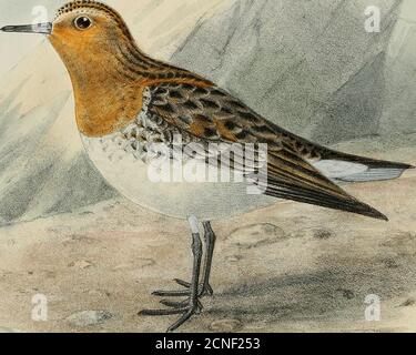 . Die geographische Verteilung der Familie Charadriidae, oder die Regenpfeifer, Sandpiper, Schnecken, und ihre Verbündeten . J. GKP.ulema.ns HLH . TRINGA RUFTCOLLIS ROTKEHLENSTINT. Ha-nhart. imp TEINGA. 437 Trivga, aber von diesen drei haben blasse Beine und Füße, und einer hat einen schaufelförmigen Schnabel. Zwei davon sind die östlichen und westlichen Formen des kleinen Stints. Stockfoto