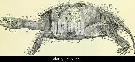 . Über die Anatomie der Wirbeltiere [elektronische Ressource] . ein separater Faszikulus von der achten Rippe; und durch drei schlanke Sehnen aus der Nähe der Kardinalgrenze des Hysternalen; Es wird durch einen breiten Tendinoussheet in den mesialen Rand des gleichen plastralen Elements eingefügt, wobei die Homologue der abdominalen hremapapophyses und Spinereceiving die gleiche Insertion. Der obliquus externus, die Abb. 151, 40, ergibt sich aus der inneren Seite der Extremitäten der letzten vier Costalplatten, und adhärente MYOLOGIE DER REPTILIEN. 235 marginale; es wird entlang einer Sigmoidlinie eingefügt, die sich vom posteroexternen erstreckt Stockfoto