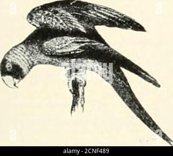 . Die Vögel von Illinois und Wisconsin . Familie STRIGID^. Gehörnte Eulen, Hoot Eulen. Siehe Seite 155. *Anweisungen für Messungen finden Sie auf Seite 21. Januar 1909. Vögel von Illinois und Wisconsin - Cory. 125 ABSCHNITT 2. Oberer Unterkiefer, mit ausgeprägter Kerbe und Haken an der Spitze, aber Füße, nicht mit Talonen bewaffnet. Stockfoto