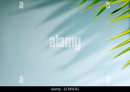 Tropische Palmenblätter mit Schatten auf blauem Hintergrund. Minimale Natur. Sommerlich. Flach liegend. Freier Speicherplatz für Text. Stockfoto