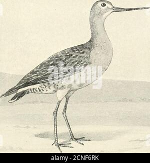 . Die Vögel von Illinois und Wisconsin . Willet. Catoptrophorus semipalmalus. Axillars, rauchig schwarz; Bauch, weiß; Enddrittel der äußeren pri-mary, schwarz; der Rest, weiß; Schnabel, fast gerade. Catoptrophorus semipalmalus. Willet. Catoptrophorits semipalmatus iiwniatiis. Western Willet. Siehe Nr. 127 und 127a. * Anweisungen zur Messung finden Sie auf Seite 21. Januar 1909. Vögel von Illinois und Wisconsin - Cory. 107. Hudsonian Godwit. Axillare, dunkelgrau oder rußgrau; Bauch, grauweiß; erster Primär, dunkel schief braun, mit weißem Schaft; Schnabel, nach oben gebogen; oberer Schwanz bedeckt meist weiß. Limos Stockfoto