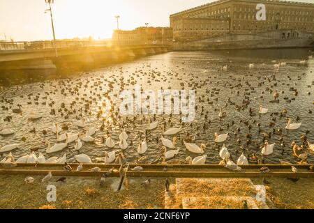 Stockholm Lira See Swan County Stockfoto