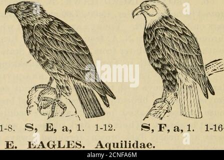 . Verzeichnis zu den Vögeln des östlichen Nordamerika .. . 1^H, I), b, 1. Große, fast einfarbige Vögel mit dem tarsus an den Zehen gefiedert. Flügel-Beats, langsam, häufig Segel hoch in der Luft.Schreie, hart. a. Adler. Aquila. Zeichen wie oben. 1. GOLDENER ADLER, A. CHRYSAETOS. Männchen, 32.00; fe-Männchen, 37.00; dunkelbraun; Schwanzbasis, weiß; Kopffedern, Hals, Tibia und tarsus mit rötlich-gelber Spitze; Schnabel, braun; Füße, gelb, Abb. 203. Jung, mit basalem zweidreißiger Schwanz weiß. N. A. Süden nach Mexiko und nördliche Alte Platte 17. Stockfoto