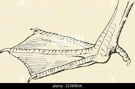 . Die Vögel von Illinois und Wisconsin . Siehe Nr. 42. ■Anweisungen zur Messung finden Sie auf Seite 21. Januar 1909. Vögel von Illinois und Wisconsin - Cory. 61 Axillare, weiß, mit dunklen Schaften an den Spitzen; Speculum, grünlich und schwarz; weißer Fleck auf der Schulter; Oberkopf, weiß, mehr oder weniger grün hinter dem Auge (männlich). Mareca americana.American Widgeon. Baldpate, Siehe Nr. 44. Axillare, weiß, mit Schaft dunkel in der Nähe der Spitzen; kein weißes Schulterfleck; Kopf, gesprenkelt (weiblich). Mareca americana.American Widgeon. Baldpate. Siehe Nr. 44. Axillare, dick gesprenkelt und schwach mit Grau verbarrt; Kopf, gesprenkelt (FEM Stockfoto