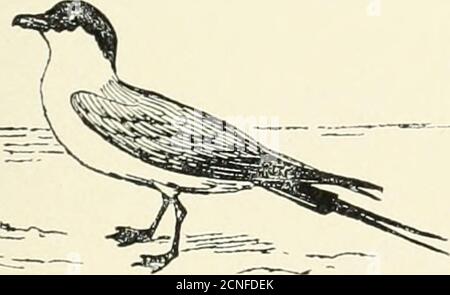 . Die Vögel von Illinois und Wisconsin . Nd Flanken;Bill, in der Regel über 1.60. Maritime Arten - nicht aus Illinoisor Wisconsin registriert. Uria troile. Murre. Ähnlich wie Uria troile, hat aber den Kopf dunkler als die Kehle; Größe etwas größer; Länge, ca. 16.50; Flügel, ca. 8.20; Schnabel, meist unter 1.60. Keine Aufzeichnung für Illinois oder Wisconsin, aber hasbeen in Indiana, Michigan, etc. Uria lomvia genommen. Briinnichs Murre. *Anweisungen für Messungen finden Sie auf Seite 21. Siehe Seite 281. BESTELLEN SIE LONGIPENNES. LANGFLÜGELIGE SCHWIMMER. J^GERS, MÖWEN, SEESCHWALBEN, ETC. FAMILIE STERCORARIID^. Die Skuas und Jaegers. Spezielle Ch Stockfoto