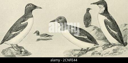 . Die Vögel von Illinois und Wisconsin . 40 Field Museum of Natural History – Zoology, Vol. IX.. Stockfoto