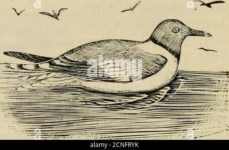 . Verzeichnis zu den Vögeln des östlichen Nordamerika .. . 48 TERNS. f. Gabelschwanzmöwen. Xema Größe, klein; Schwanz, markant gezückt, Abb. 57; Mantel, viel dunkler als in e. SABINES MÖWE, X. SABINA. 13.50; Kopf und Oberhals, plumbeous, unten von einem schwarzen Kragen umrandet; Mantel, dunkel bläulich-grau; Feige. 57. Primaries, schwarz, die fünf inneren mehr oder weniger markiert mit weiß; Gefieder, sonst weiß; schwarz, mit gelber Spitze. Im Winter Kopf weiß mit Ohrdecken und Rücken von Kopf und n eck, plumbeous. Jung, , B 1. 1-6. Mit dem Mantel, bräunlich-grau; Schwanz, mit einem breiten schwarzen Band am Ende, und dies ist nar Stockfoto