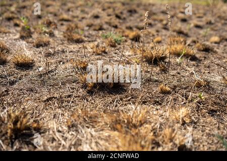 Feld mit verbranntem Gras und Asche nach Waldbrand, Schäden Ökologie, Waldbrände Stockfoto