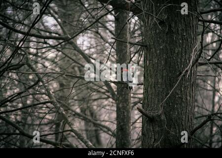 Männlicher Rotbauchspecht auf einem Baumzweig im Winter Stockfoto