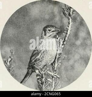 . Essays und Fotografien. Einige Vögel der Kanarischen Inseln und Südafrika . KLEINE GRAURÜCKIGE FANTAIL UND NEST. (Cisticola subnificainila.) 5 PLATTEN XL. Stockfoto