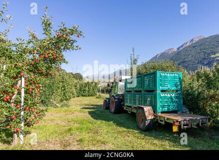 Die berühmten Vinschger Äpfel sind reif und bereit, in den grünen Kisten, Lasa, Südtirol, Italien geerntet zu werden Stockfoto