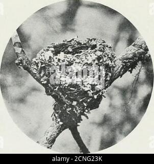 . Essays und Fotografien. Einige Vögel der Kanarischen Inseln und Südafrika . GRAUMELIERTER FLIEGENFÄNGER AUF NEST. [Trochocerciis cijanomelas.)5 2. NEST DES CAPE FLIEGENFÄNGERS. KNYSNA 121 ist ein rastloser Vogel, der zum größten Teil gut aus dem Blick hält, Und wie es über einen Weg im Wald fliegt, dessen Splumage hier und da von einem Sonnenglanz erhellt wird, präsentiert es ein leuchtend rotes Aussehen, die beiden Langfedern in seinem Schwanz, die hinter sich herströmen, während es fliegt. Nester dieser Art waren denen des Cape Fly-Catchers sehr ähnlich, waren aber in der Regel tiefer. Diese Vögel schienen immer ihre Nester zu legen Stockfoto