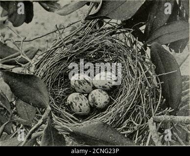 . Vogelkunde . ntly sehen einen alten Vogel, der auf irgendeinem toten Haken oder auf dem obersten Zweig von irgendeinem Mangrovenbusch thront und in seiner höchsten Note ruft. Er wird dort bleiben und dich zu seinem Nest lenken, da er nie sehr weit zufriert. Diese wird von vier bis fünfzehn Füßeüber dem Wasser platziert. Das Nest ist aus Finerootlets gewebt und ist mit feineren faserigen Wurzeln und manchmal mit Pferdehaaren ausgekleidet. Es ist gebrechlich, so daß man gewöhnlich die Umrisse der Eier von unten sehen kann; dennoch ist es kräftiger, als es in einer Entfernung betrachtet. Die Eier haben eine cremige Grundfarbe, wunderschön getupft und mit mehreren Schattierungen bekränzt Stockfoto