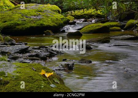 Bewegung verschwommenes Wasser fließt über moosbedeckten Felsen in Laurel Creek North Carolina Stockfoto