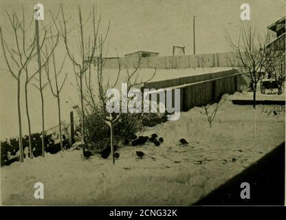 . Vogelkunde . Ein WINDHAUCH, DER SICH NACH SEINEM WEIHNACHTS-DINNERPhotographeil von Frau Granville Ross Pike, North Yakima, Washington, WÄGT. Zweiter Preis. CALIFORNIA QUAILSFotografiert von WM. Webb, Jr., Salt Lake City, Utah. Zehnter Preis Stockfoto