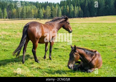 Pferde grasen an einem Sommertag auf der Wiese Stockfoto