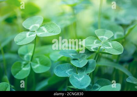 Kleeblätter Stockfoto