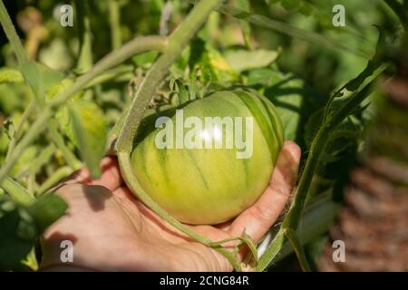 Große grüne Tomaten auf einem Busch in einem Garten, Ernte Sommersaison Stockfoto