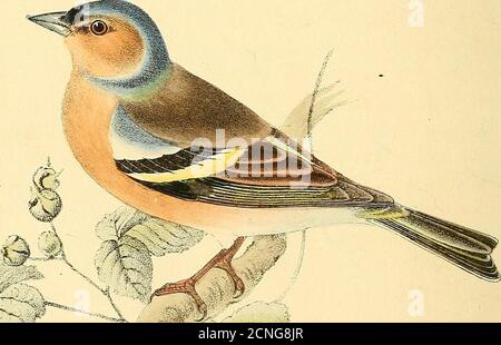 . Farbige Illustrationen britischer Vögel und ihrer Eier. Stockfoto