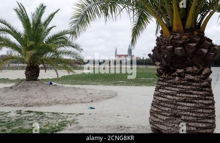 18. September 2020, Bayern, München: Palmen stehen auf der Theresienwiese. Im Hintergrund sieht man die Kirche St. Paul. Normalerweise wäre das Oktoberfest am 19.09.2020 auf der Theresienwiese eröffnet worden. Das größte Volksfest der Welt wurde wegen der Corona Pandemie 2020 abgesagt. Foto: Josefine Kaukemüller/dpa Stockfoto