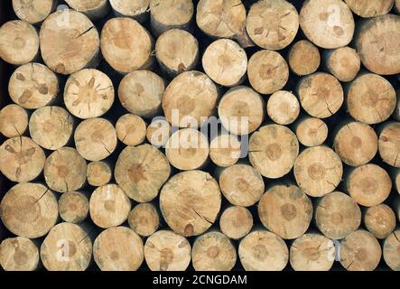 Baumstümpfe im Vollbildmodus Stockfoto