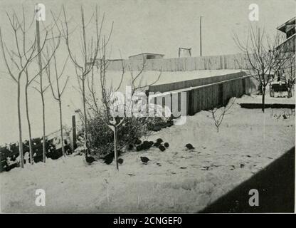 . Vogelkunde . Ein WINDHAUCH, DER SICH NACH SEINER WEIHNACHTS-DINNERBilder von Frau Granville Ross Pike, North Yakima, Washington. Zweiter Preis. CALIFORNIA QUAILSFotografiert von WM. Webb, Jr., Salt Lake City, Utah. Zehnter Preis Stockfoto