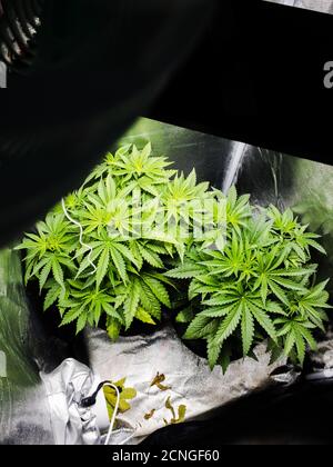 Anbau von Bio-Cannabis Hintergrund Kraut auf der Farm. Stockfoto