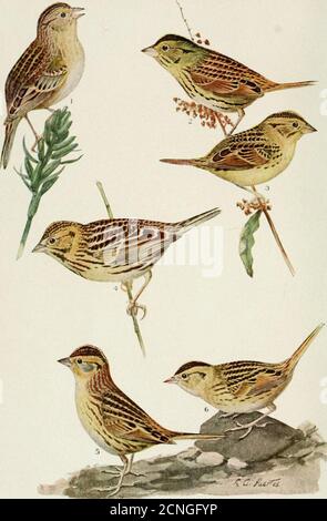 . Vogelkunde . Swallow, Bank, 136; Scheune, 144; ClifiE, 137; Figured, 138; Tree, 95; Figured, 95, 97, 98.Swift, Chimney, 143; Nest und junge Figured, 144. Tennessee, 30, 303. Texas, 304. Thayers Verbergung Färbung im Tierreich, rezensiert, 153.Thoreaus Notes on New England Birds, rezensiert, 119.Thrush, Einsiedler, 100; Wood, 117.titmouse, tufted, 117, 151, 199.Townsends A Labrador Spring, rezensiert, 155-Traftons Methods OJ Anziehende Vögel, rezensiert, 249. Vermont, 19, 95,Virginia, 29, 115, 116,SOS-Waldsänger, Schwarzkehlgrün, 200; Brew-sters, 78; Myrtle, 76; Protonotary, 76. Washington, 1 Stockfoto