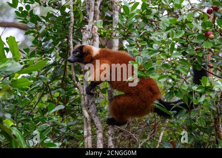 Ein roter Vari Lemur sitzt auf einem Ast von A Baum Stockfoto