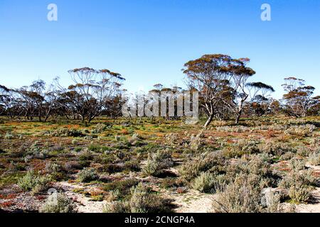 Australische Outback-Landschaft Stockfoto