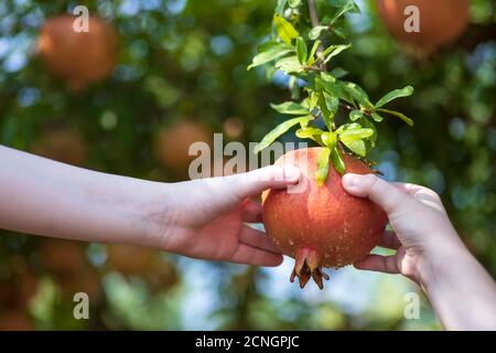 Kinderhände mit reifen Granatapfelfrüchten, die an einem Baum hängen Nahaufnahme der Zweigstelle Stockfoto