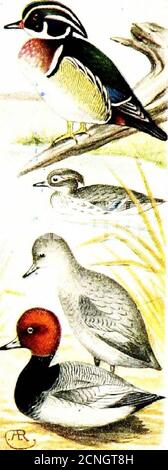 . Das Vogelbuch, illustriert in natürlichen Farben mehr als siebenhundert nordamerikanische Vögel, auch mehrere hundert Fotos von ihren Nestern und Eier . Reiche Buff Seen, Fütterung von Wasserinsekten und Weichtieren in den Buchten. Sie bauen Tlieir Nester in hohlen Bäumen und Baumstümpfen, oft in ziemlich Abstand von dem Wasser. Wenn die Jungen ein paar Tage alt sind, tlieyslide, kriechen, oder flattern den Baumstamm hinunter zum Boden Lielow, und werden zum Wasser geführt. Thenest besteht aus Zweigen, Unkraut und Gras und ist warm mit Daunen ausgekleidet. Die Eier sind eine buff Farbe und Zahl acht bis fünfzehn. Größe 2. X 1.5. [115.] Rufo Stockfoto